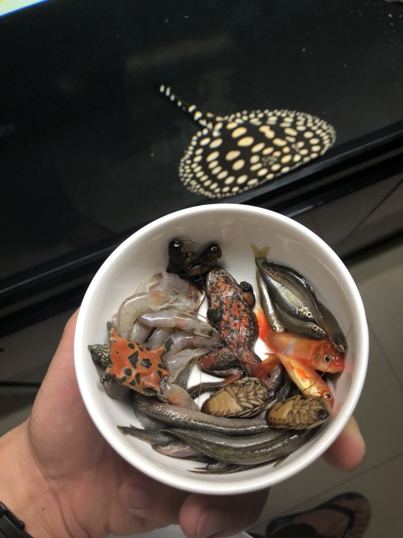 曬曬一天的龍魚餐