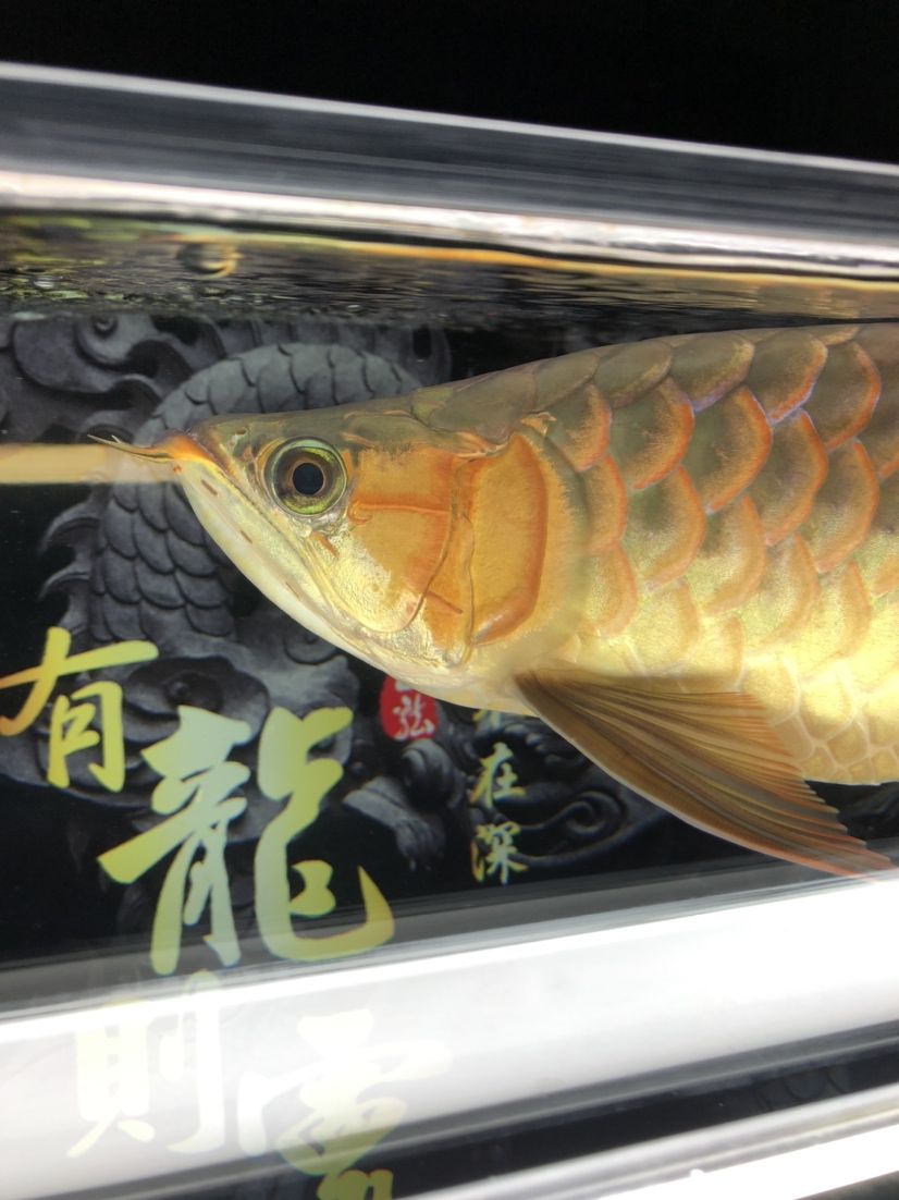 曬曬一天的龍魚餐