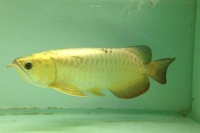 金龍魚剛換完水能喂食嗎（金龍魚換水后喂食的注意事項(xiàng)） 龍魚百科 第5張