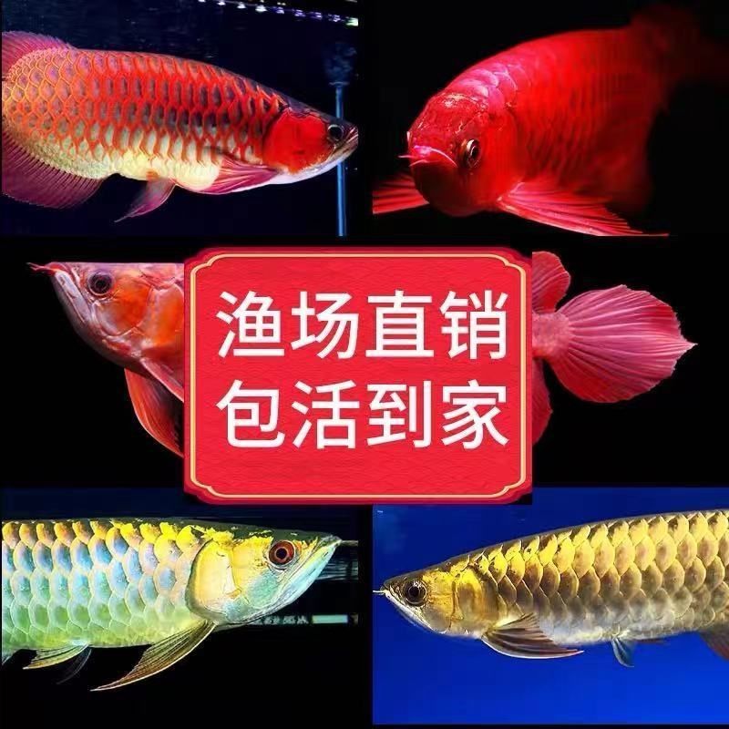 哪位大神給看看什么品質(zhì)？還得配點(diǎn)啥魚(yú)？？