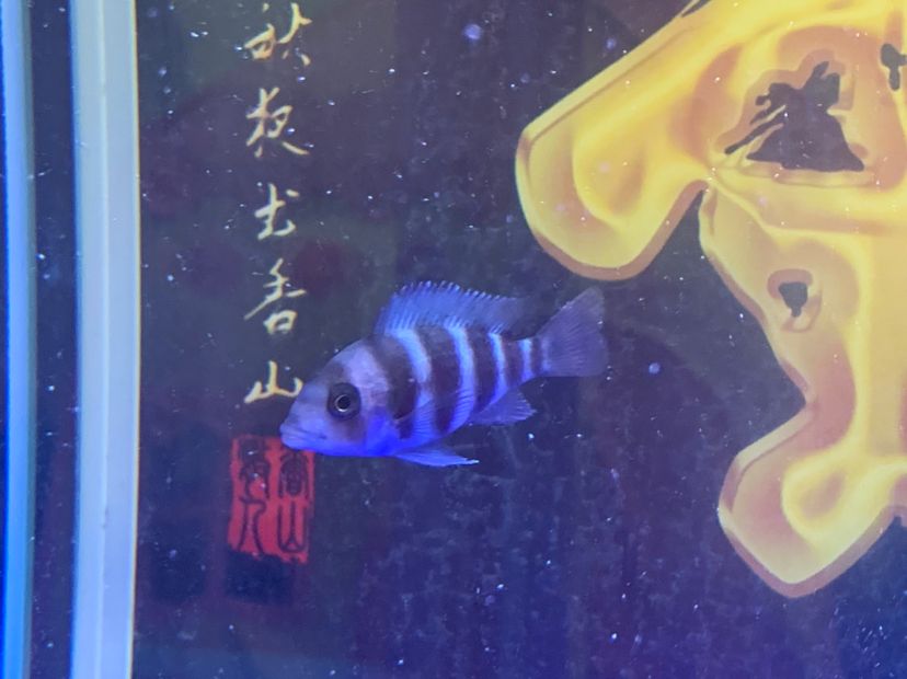 晉中水族館六間魚(yú)顏色不穩(wěn)定著急 玫瑰銀版魚(yú) 第2張