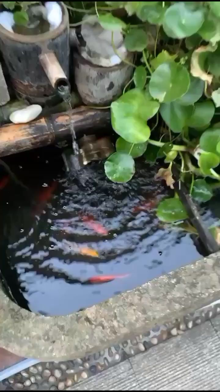 徐州觀賞魚市場家里的石缸