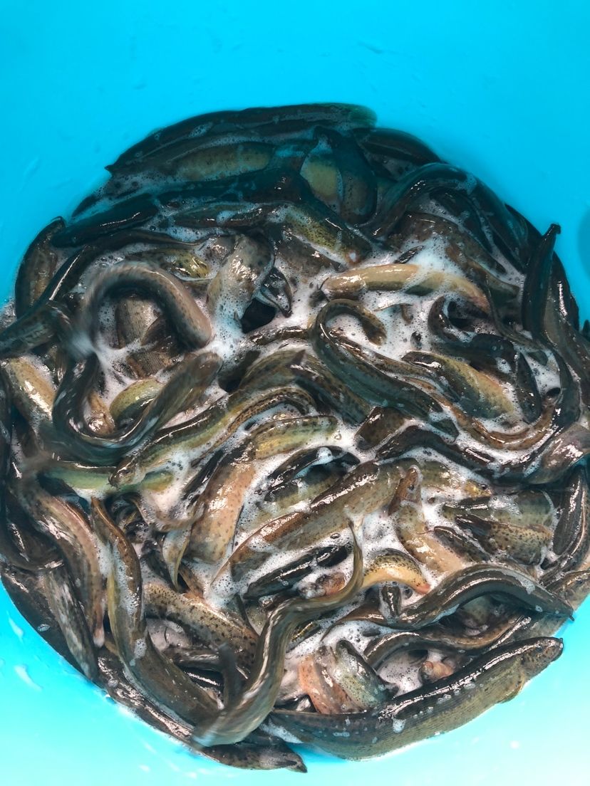 一個(gè)月的魚食