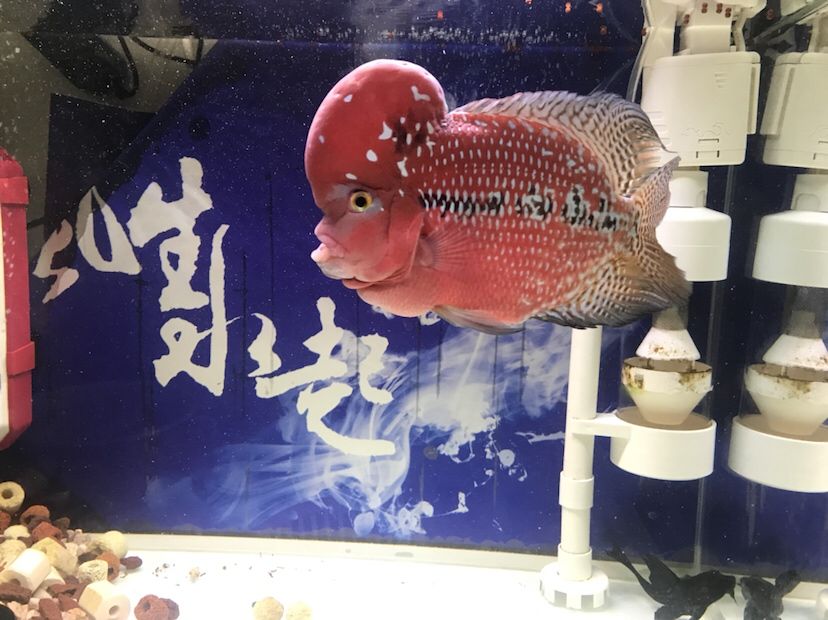 這頭型怎么樣？ 野生埃及神仙魚 第4張