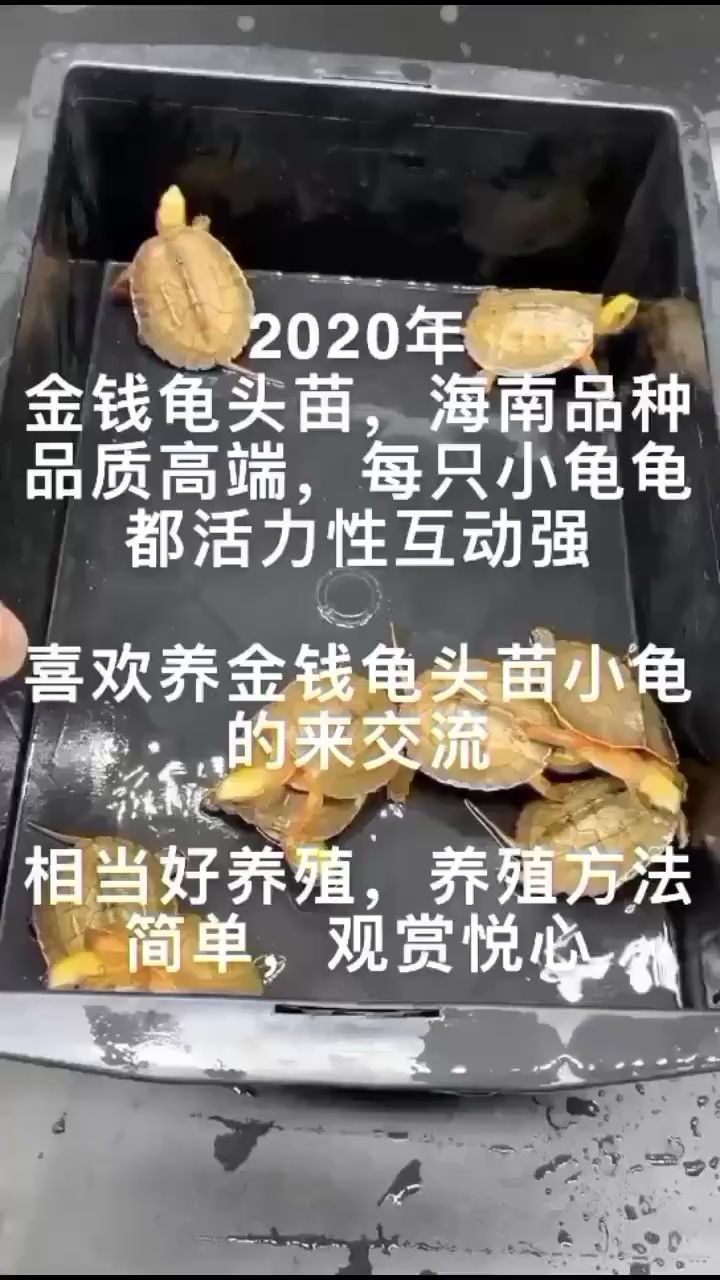 2022年金錢龜海南頭苗