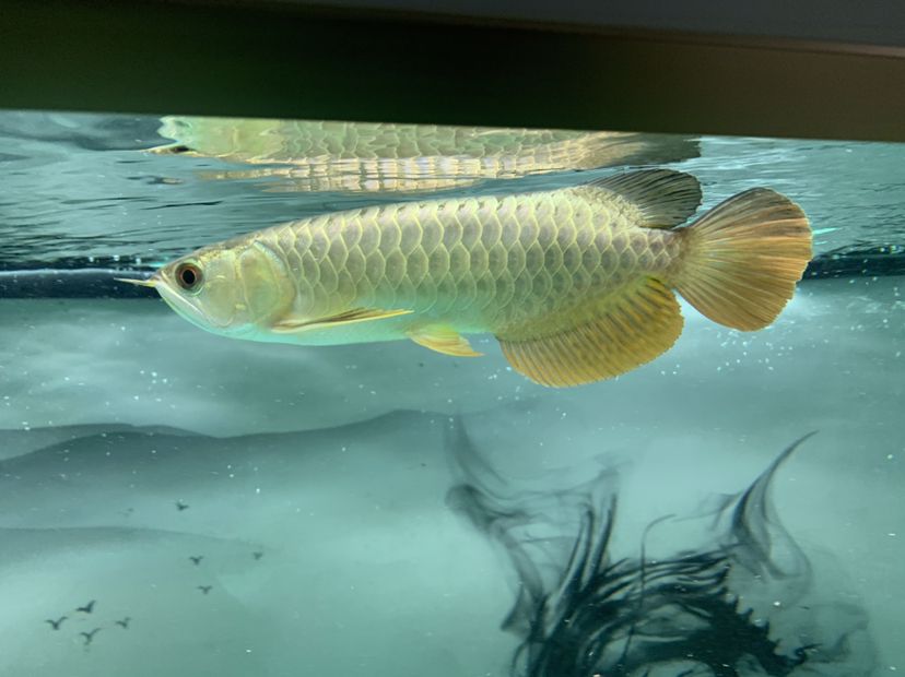 博爾塔拉蒙古自治州觀賞魚(yú)市場(chǎng)大神們這條魚(yú)如何 觀賞魚(yú)市場(chǎng)（混養(yǎng)魚(yú)） 第4張