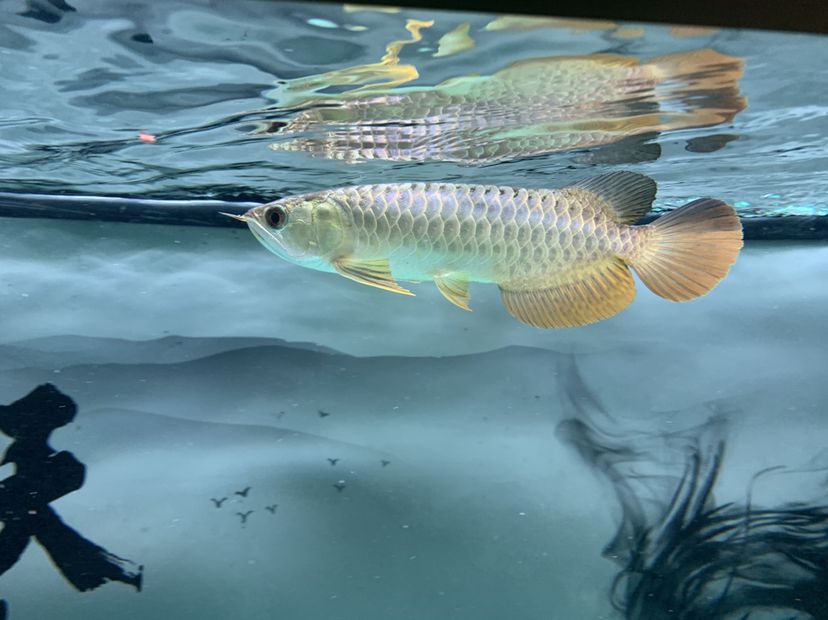 博爾塔拉蒙古自治州觀賞魚(yú)市場(chǎng)大神們這條魚(yú)如何 觀賞魚(yú)市場(chǎng)（混養(yǎng)魚(yú)） 第8張