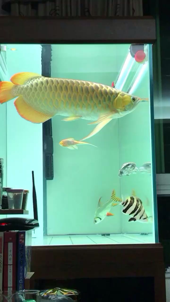 營口水族館紅龍變成金龍了