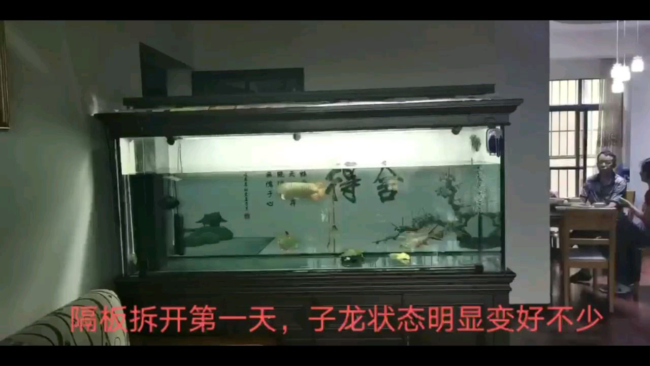 阿里水族館終于住大別墅啦 星點金龍魚 第1張