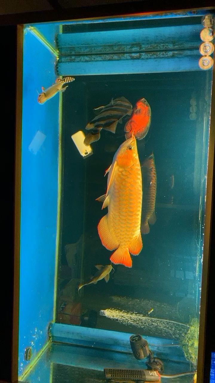 江門(mén)水族館龍魚(yú)虎魚(yú)一缸魚(yú) 虎魚(yú)百科 第1張