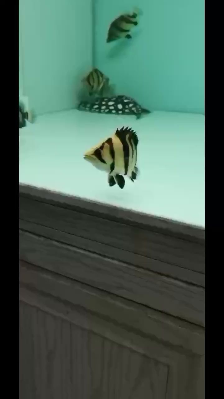 廣元水族館雜泰