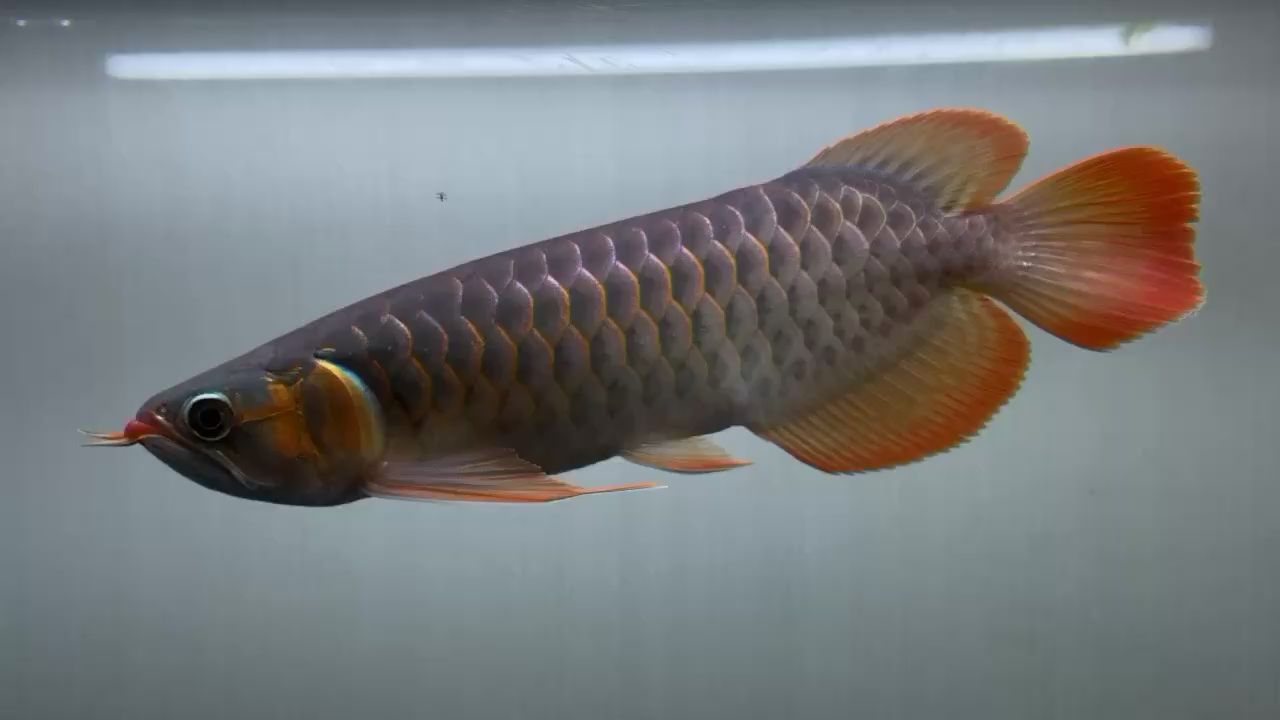 莫名其妙的居然發(fā)色了到家134天 紅龍專用魚(yú)糧飼料