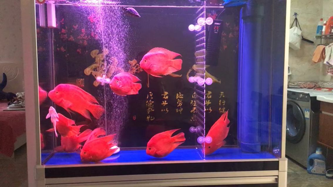 早上好大家鸚鵡魚圈