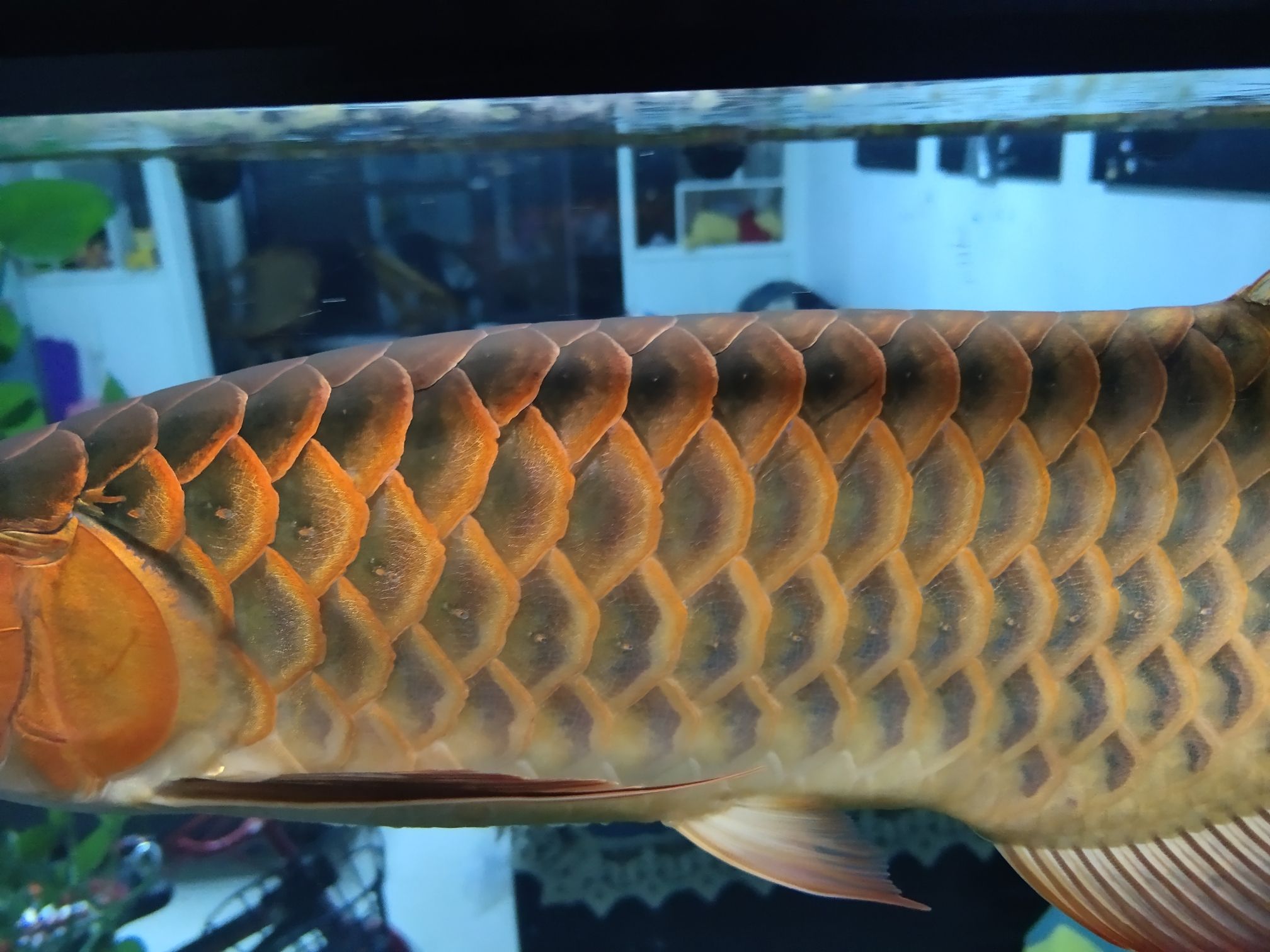 連云港水族館來大神龍魚融麟怎么搞