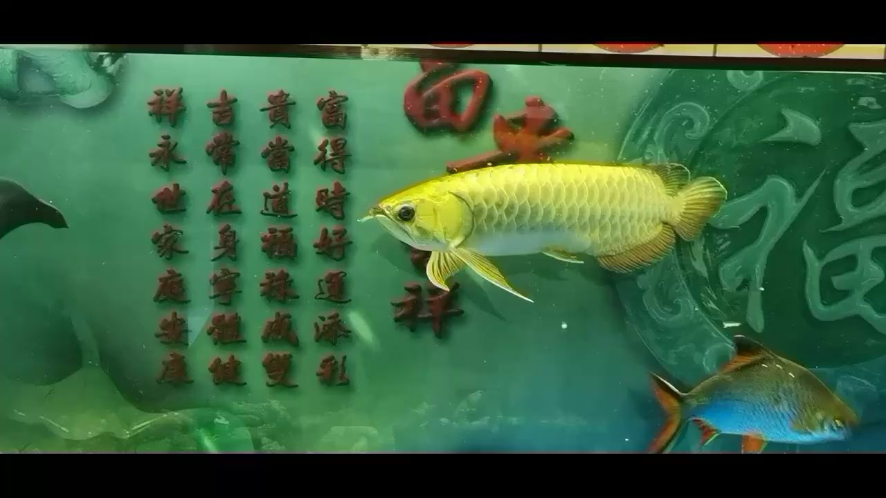 幫我看下這條魚(yú)值多少錢(qián)？