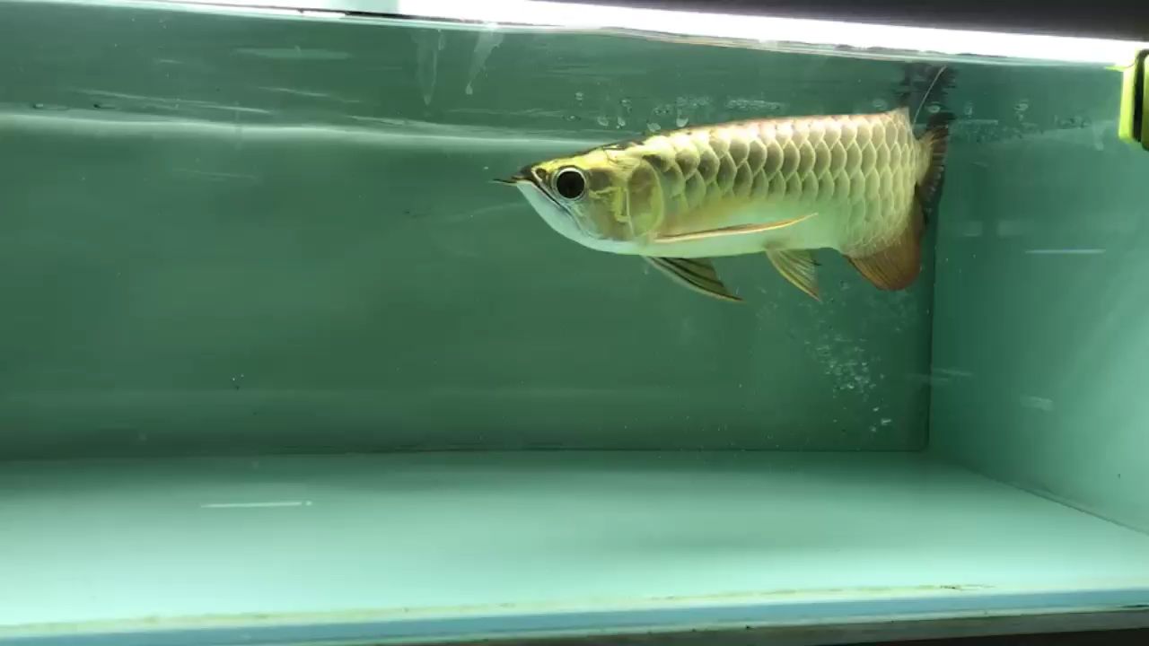 鄭州水族批發(fā)市場留意龍魚