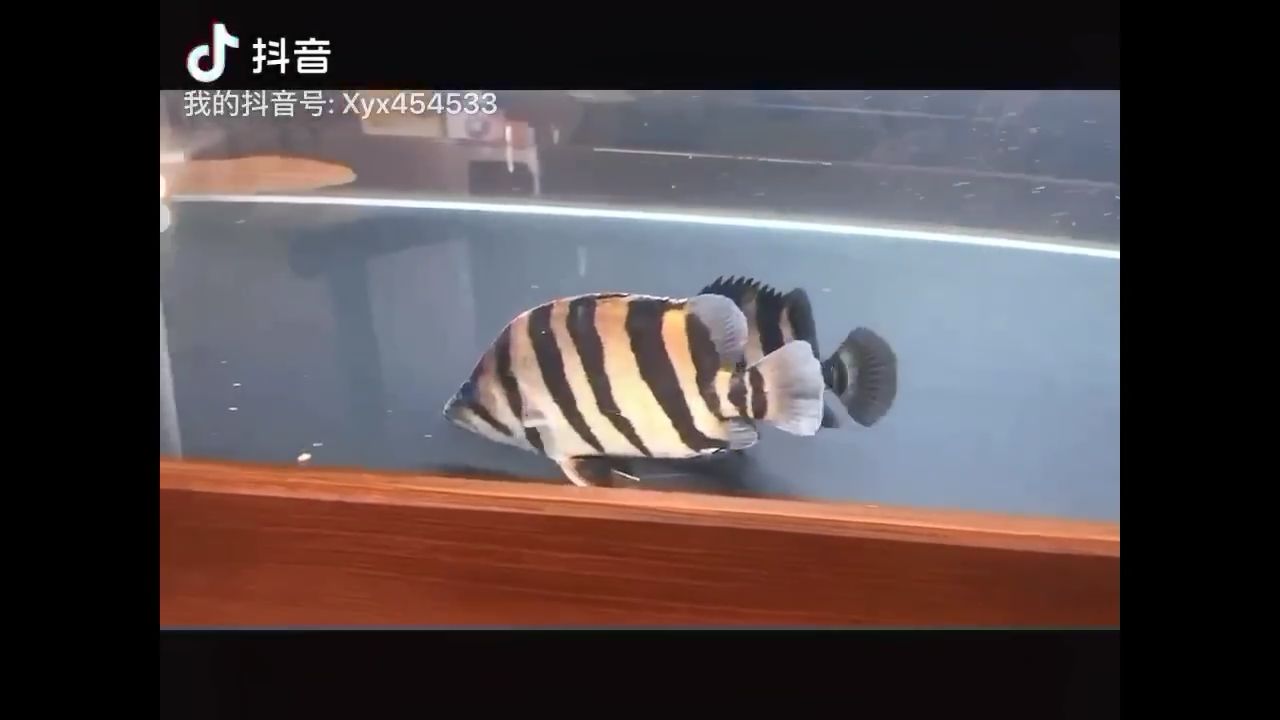 虎魚也瘋狂 虎魚百科 第1張