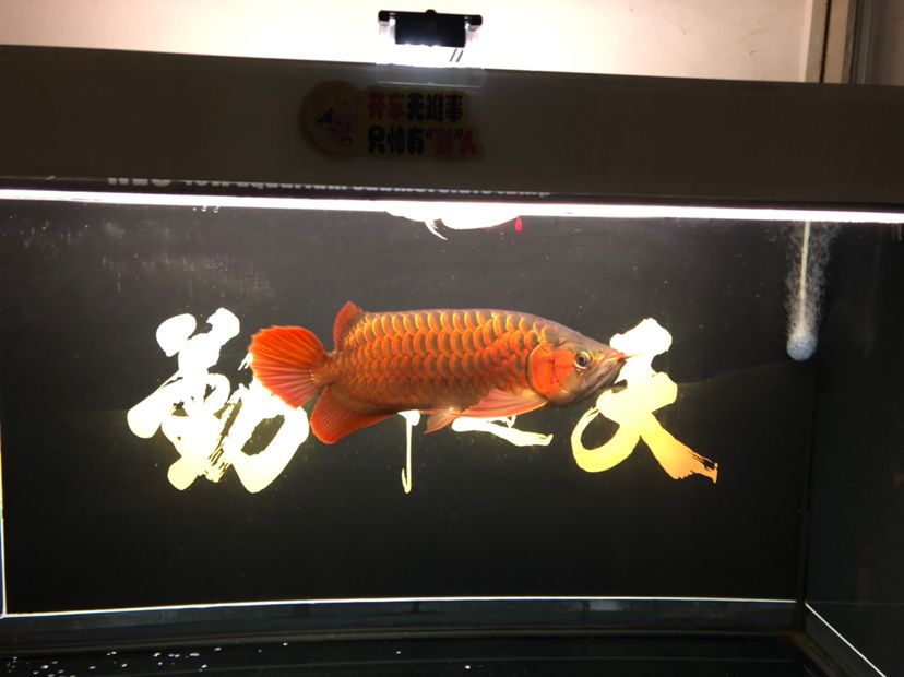 達(dá)州觀賞魚(yú)市場(chǎng)換背景龍魚(yú)圈