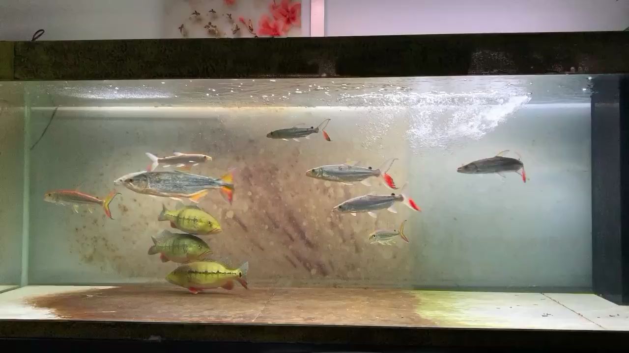 衡陽觀賞魚市場白金猛魚