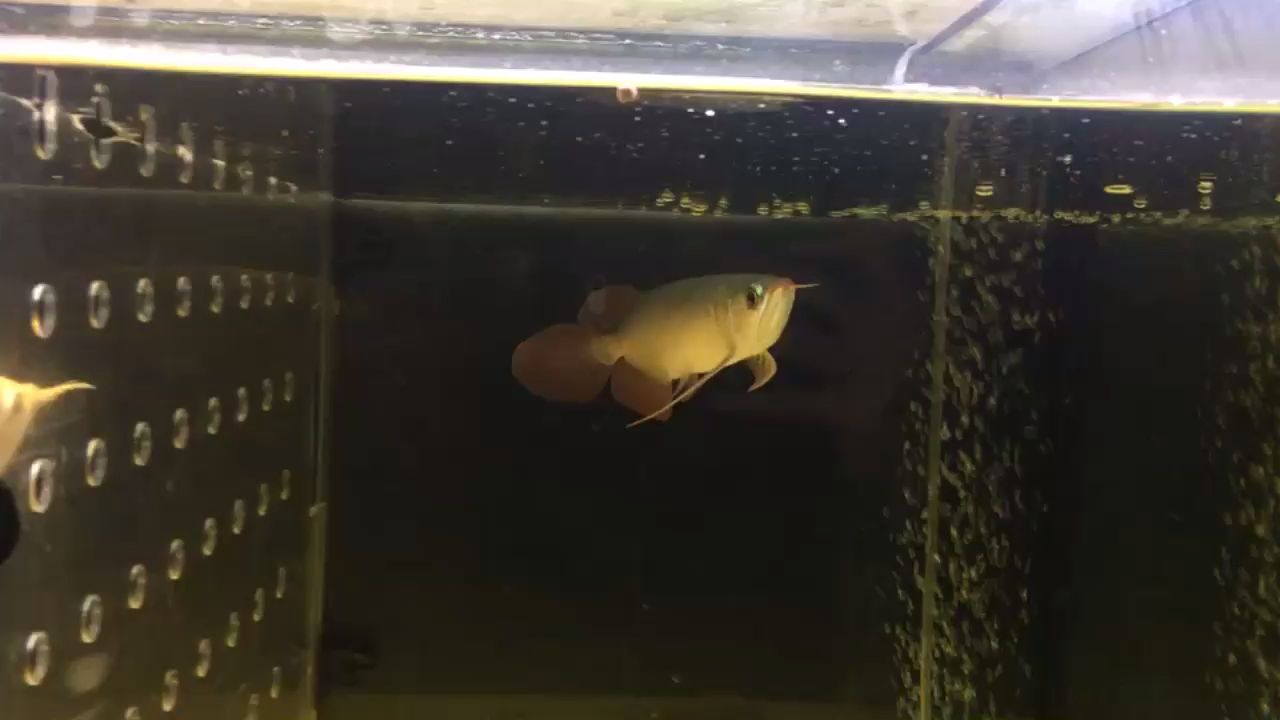 福建福安多了一條好魚