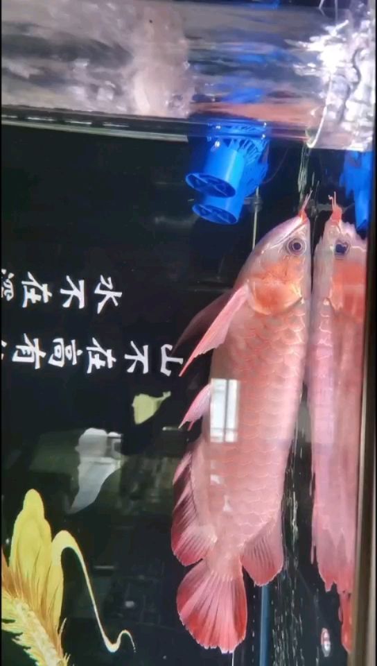 龍魚愛吹浪