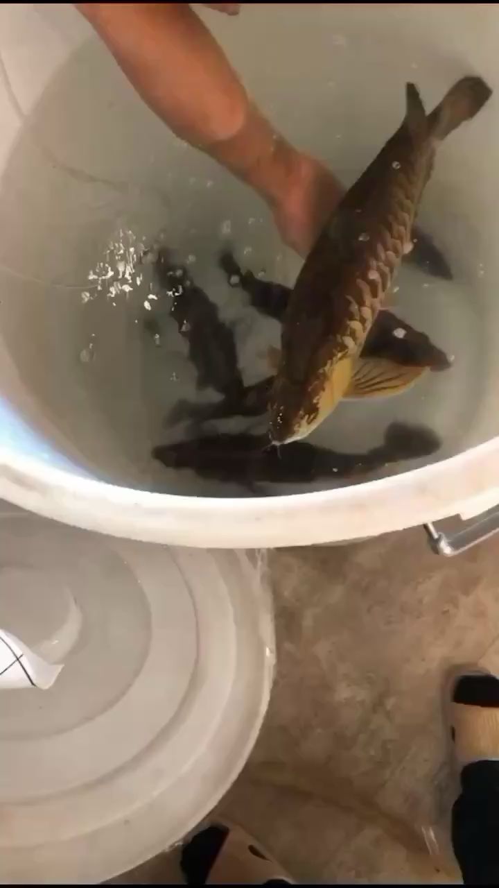 邯鄲觀賞魚市場高溫天氣搬家注意愛魚缺氧