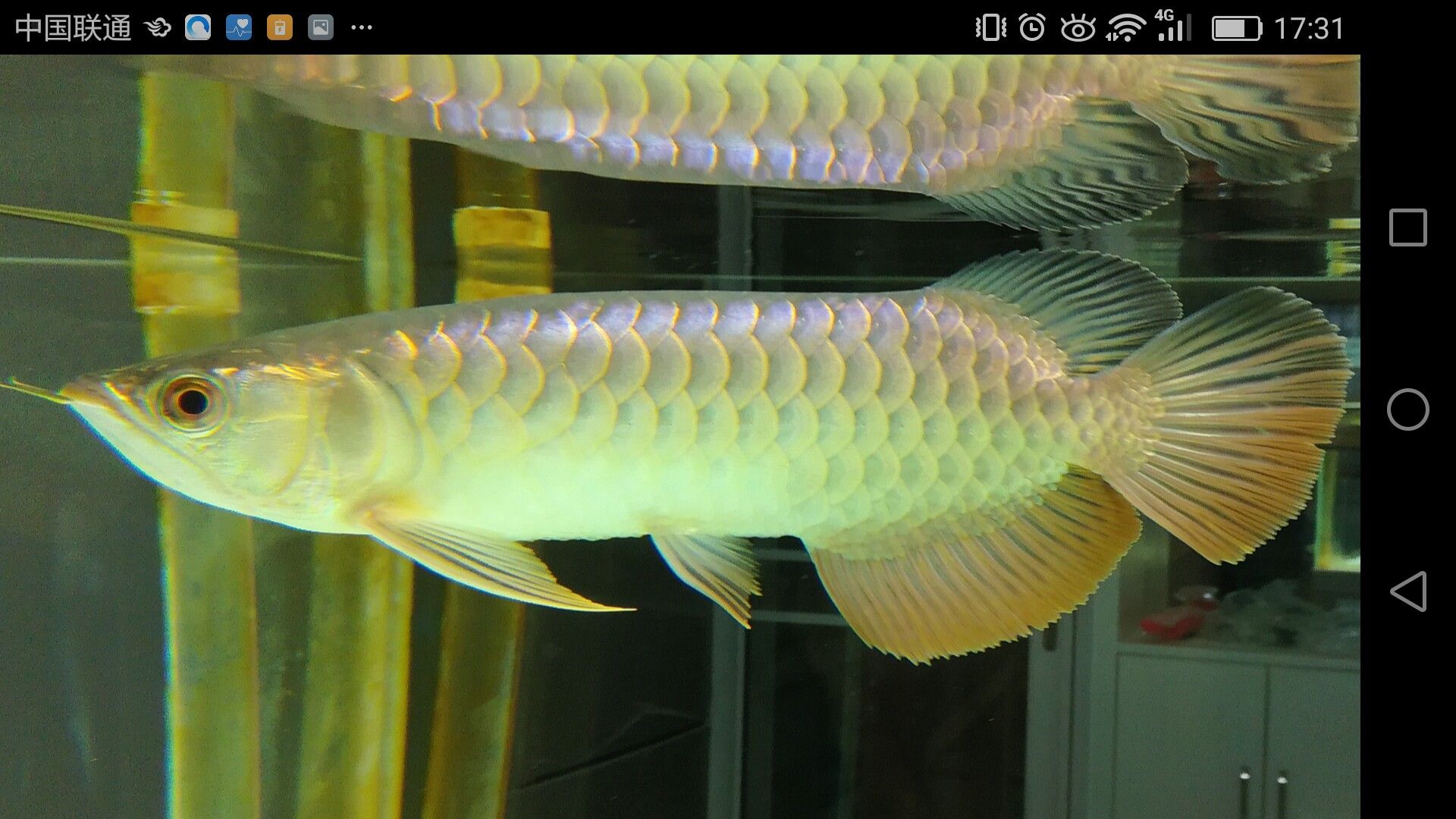 濟(jì)寧水族館家有小龍小龍鱗片光滑么 祥龍金禾金龍魚 第7張