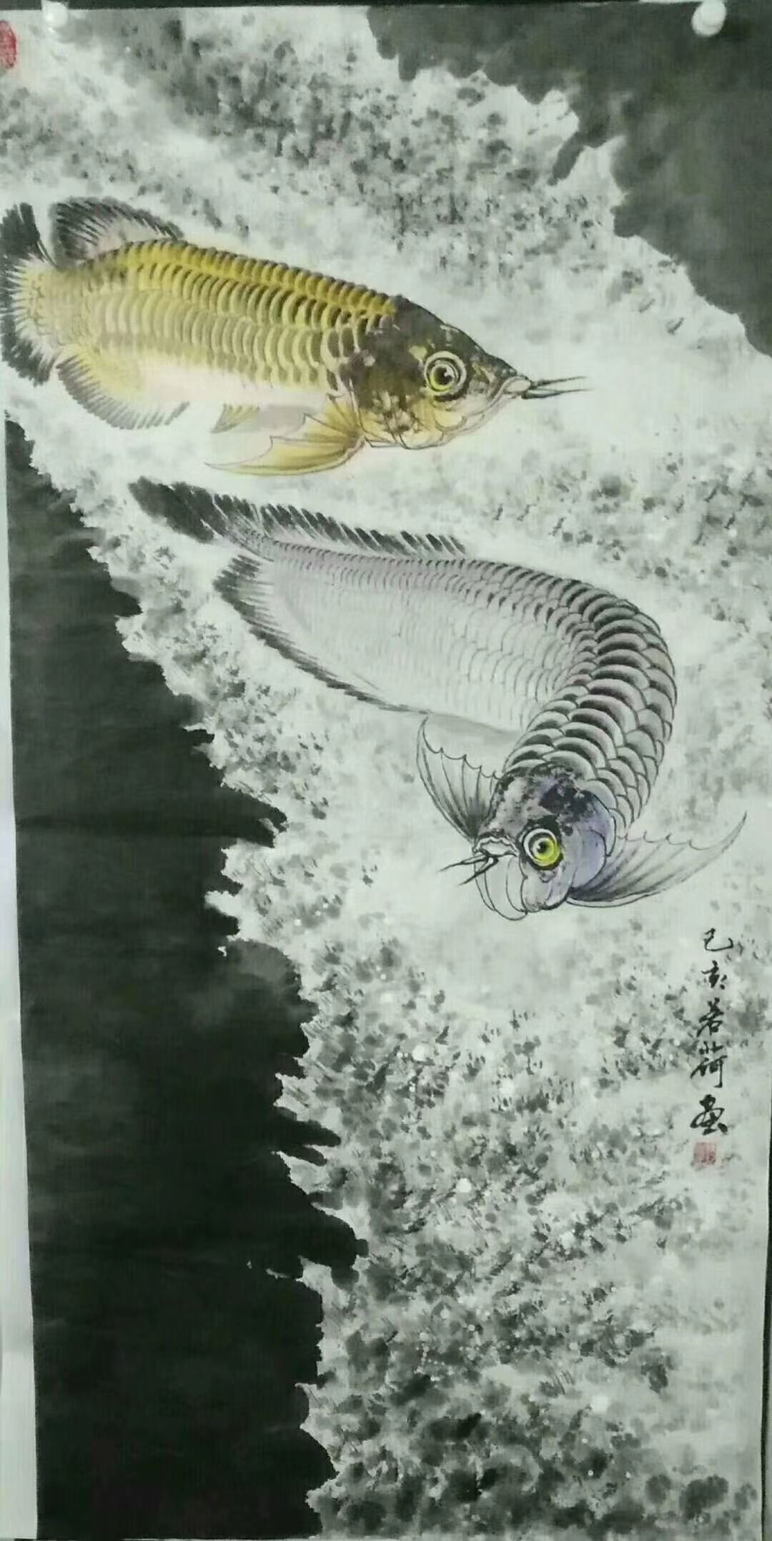 龍魚(yú)魅力四射 黑桃A魚(yú) 第2張