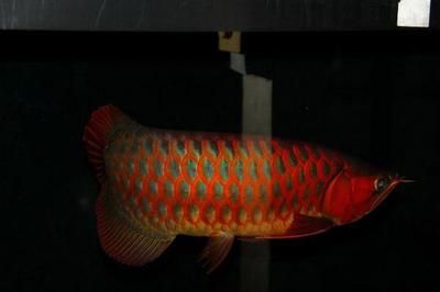 紅龍魚(yú)魚(yú)鰭上有豎黑線怎么辦（紅龍魚(yú)魚(yú)鰭上出現(xiàn)豎黑線可能由多種因素引起） 龍魚(yú)百科 第4張