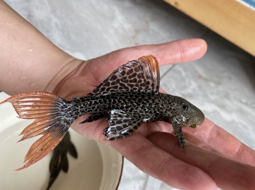 廈門(mén)水族館異形魚(yú)