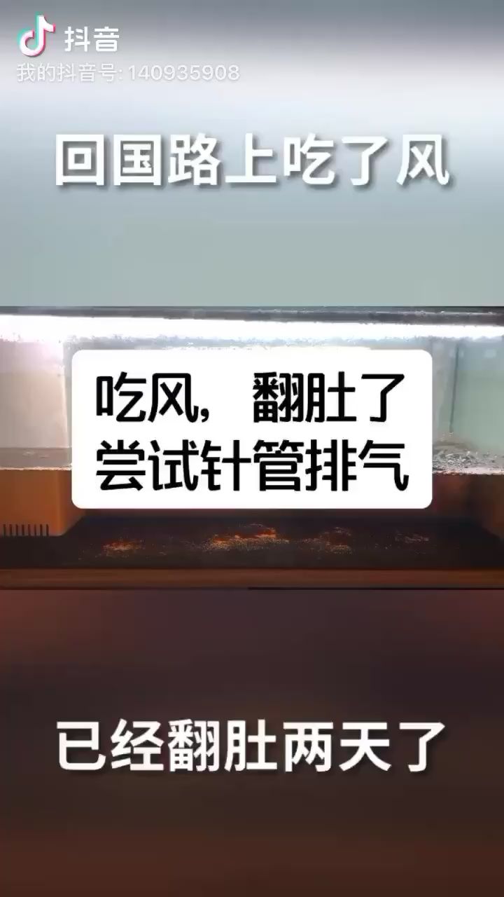 衡水觀賞魚市場下針管 觀賞魚市場（混養(yǎng)魚） 第2張