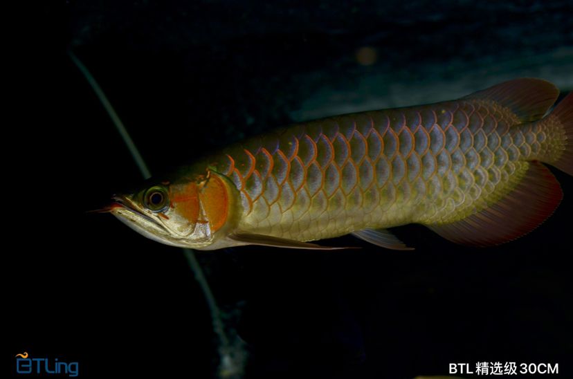 佛山觀賞魚市場BTL精選級紅龍 觀賞魚市場（混養(yǎng)魚） 第2張