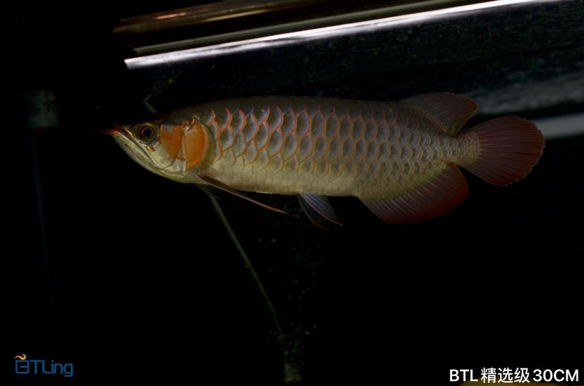 佛山觀賞魚市場BTL精選級紅龍 觀賞魚市場（混養(yǎng)魚） 第3張