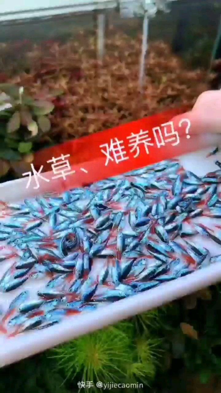 玉樹藏族自治州觀賞魚市場下魚咯