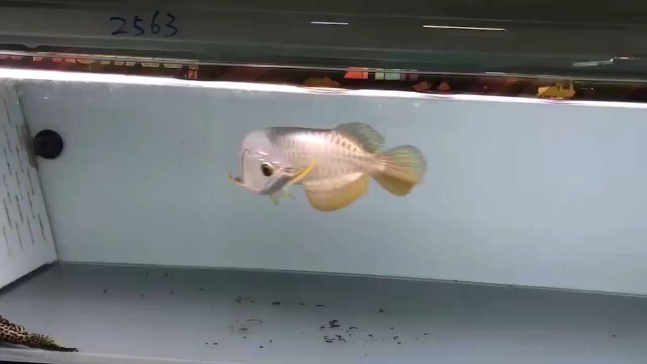 欽州觀賞魚市場養(yǎng)魚的玩家看一下狀態(tài)行不行