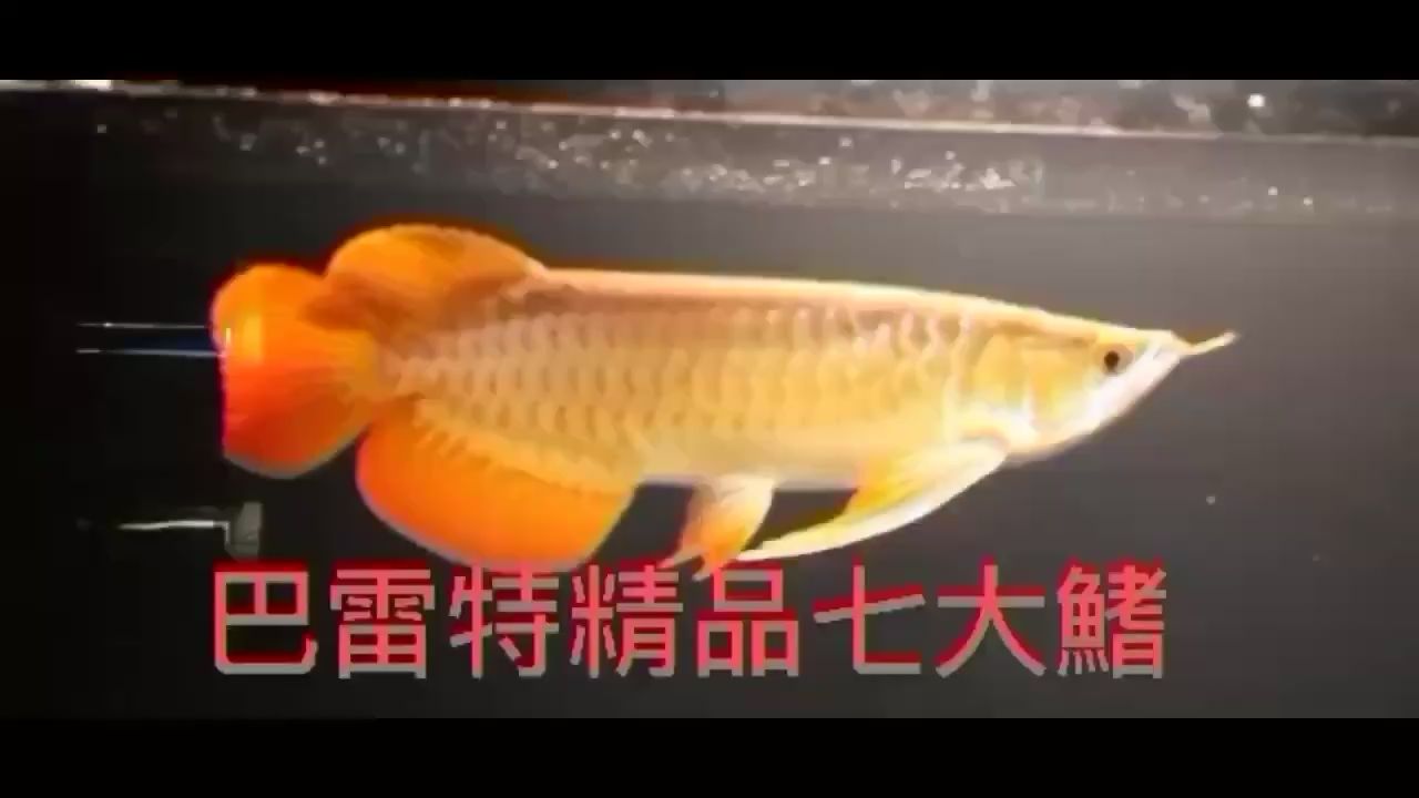 保山觀賞魚(yú)市場(chǎng)龍魚(yú)