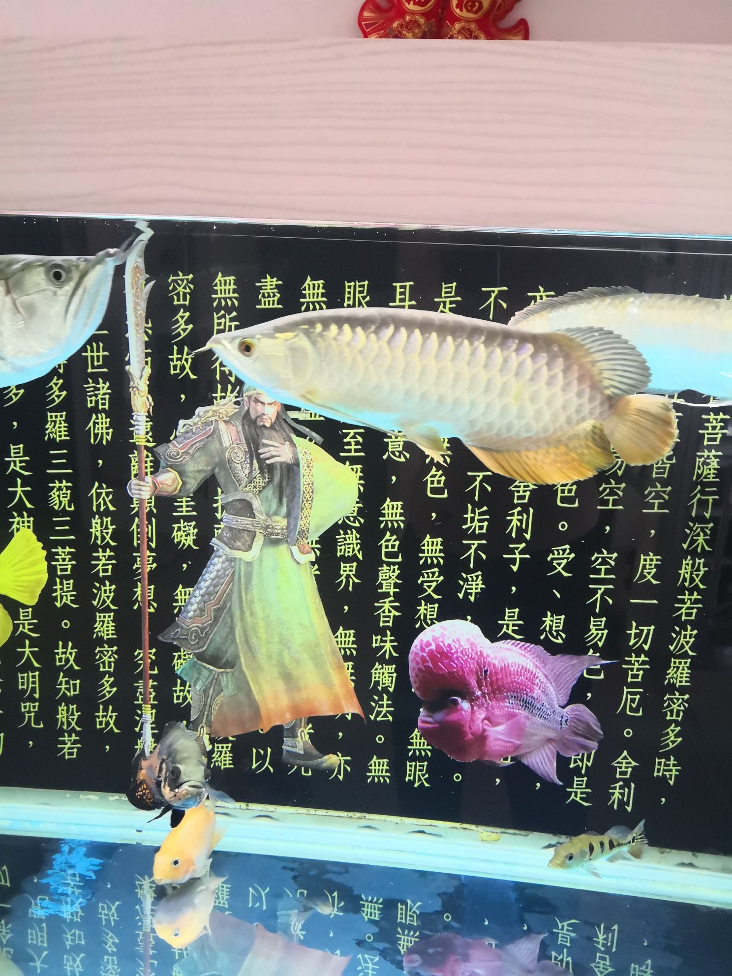 池州觀賞魚市場這是B級過背嗎 觀賞魚市場（混養(yǎng)魚） 第6張