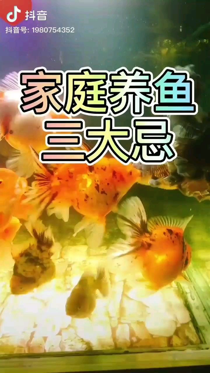 家庭養(yǎng)魚三大忌