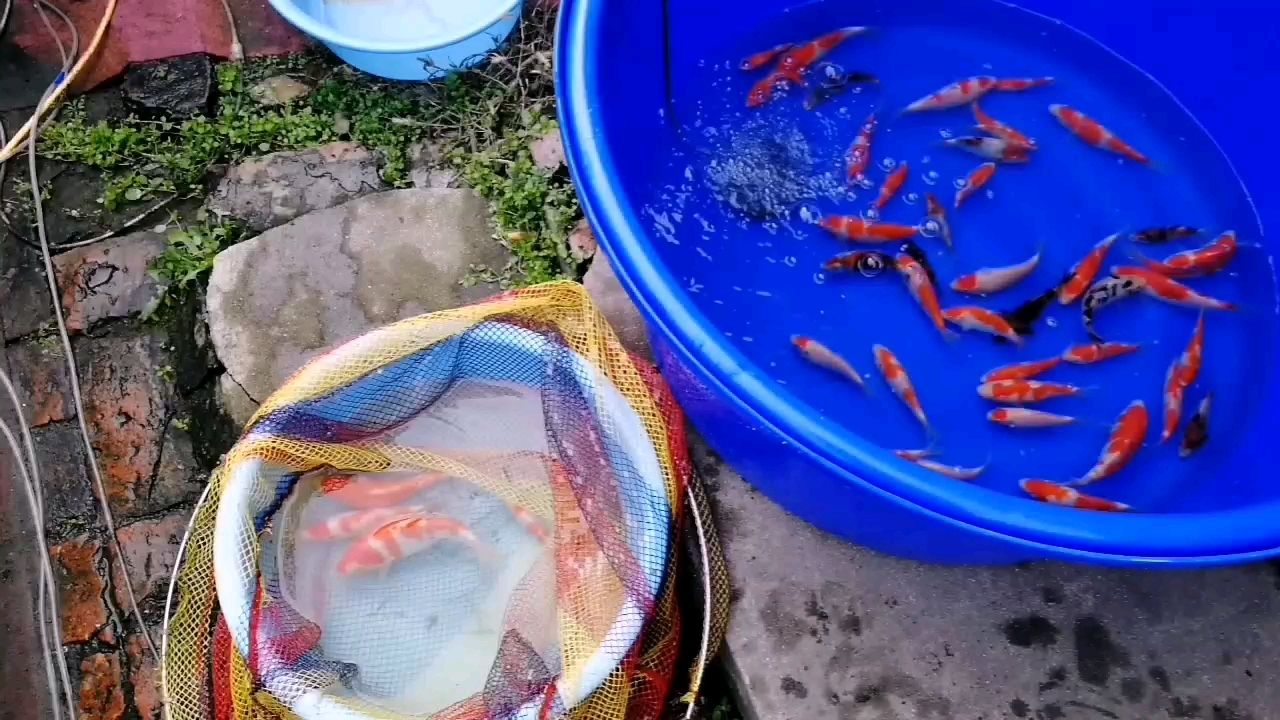 楚雄彝族自治州水族館好血統(tǒng)出好魚長(zhǎng)大才是真的好 觀賞魚市場(chǎng) 第1張