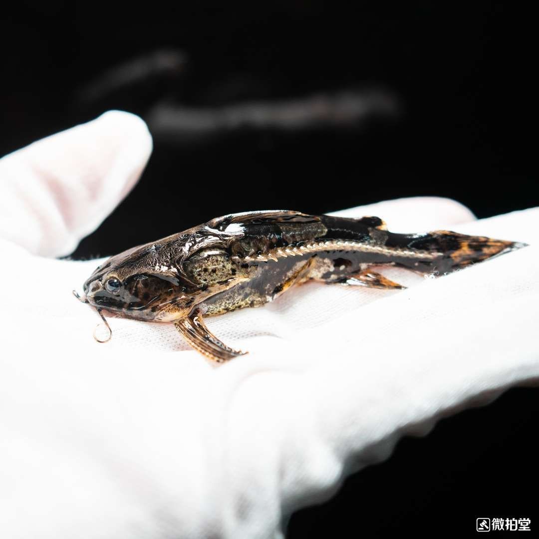 荊州水族館蟒紋鐵甲武士