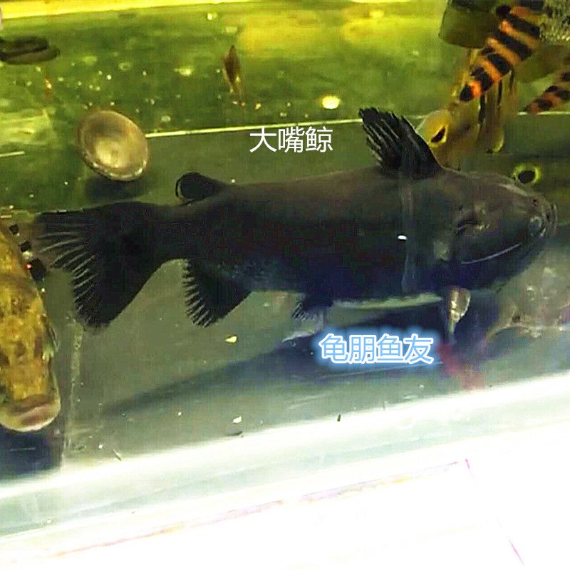 有魚(yú)友喂這個(gè)糧嗎？