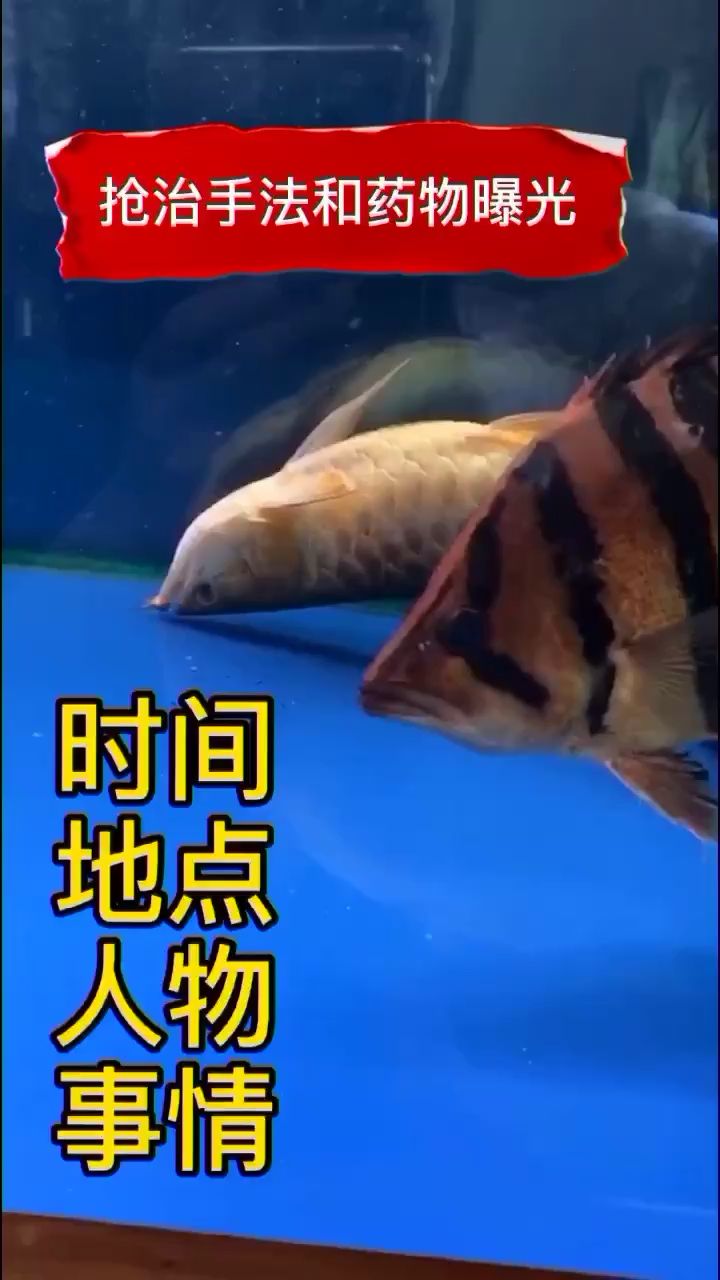 搶治龍魚手法與藥物用量曝光