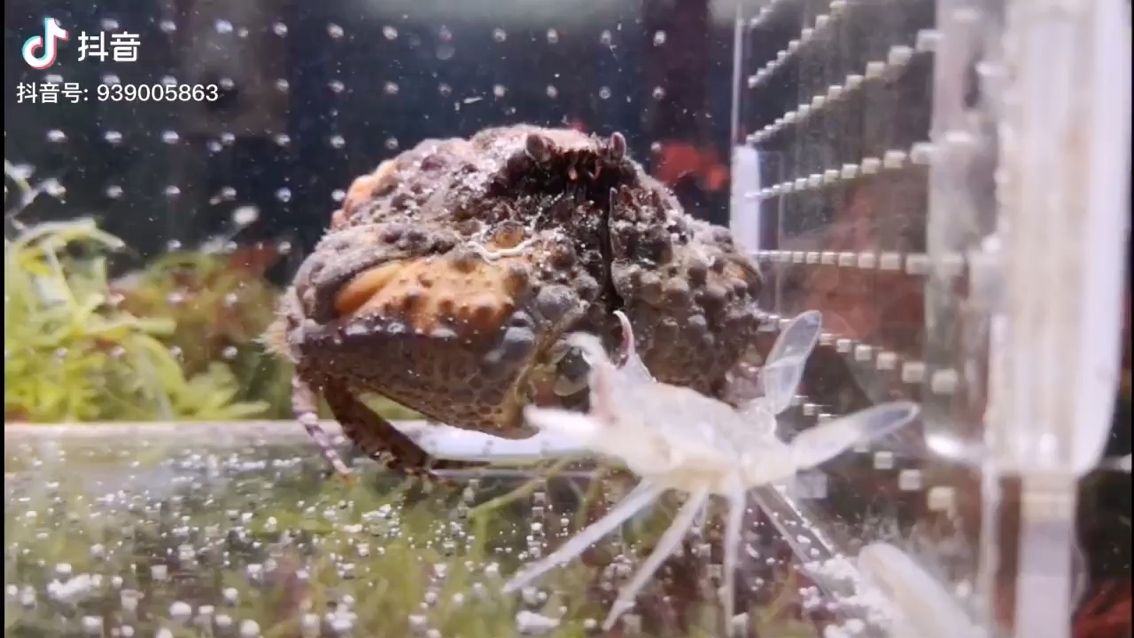 柳州水族館初生牛犢不怕虎 白子銀龍魚(yú)苗 第2張