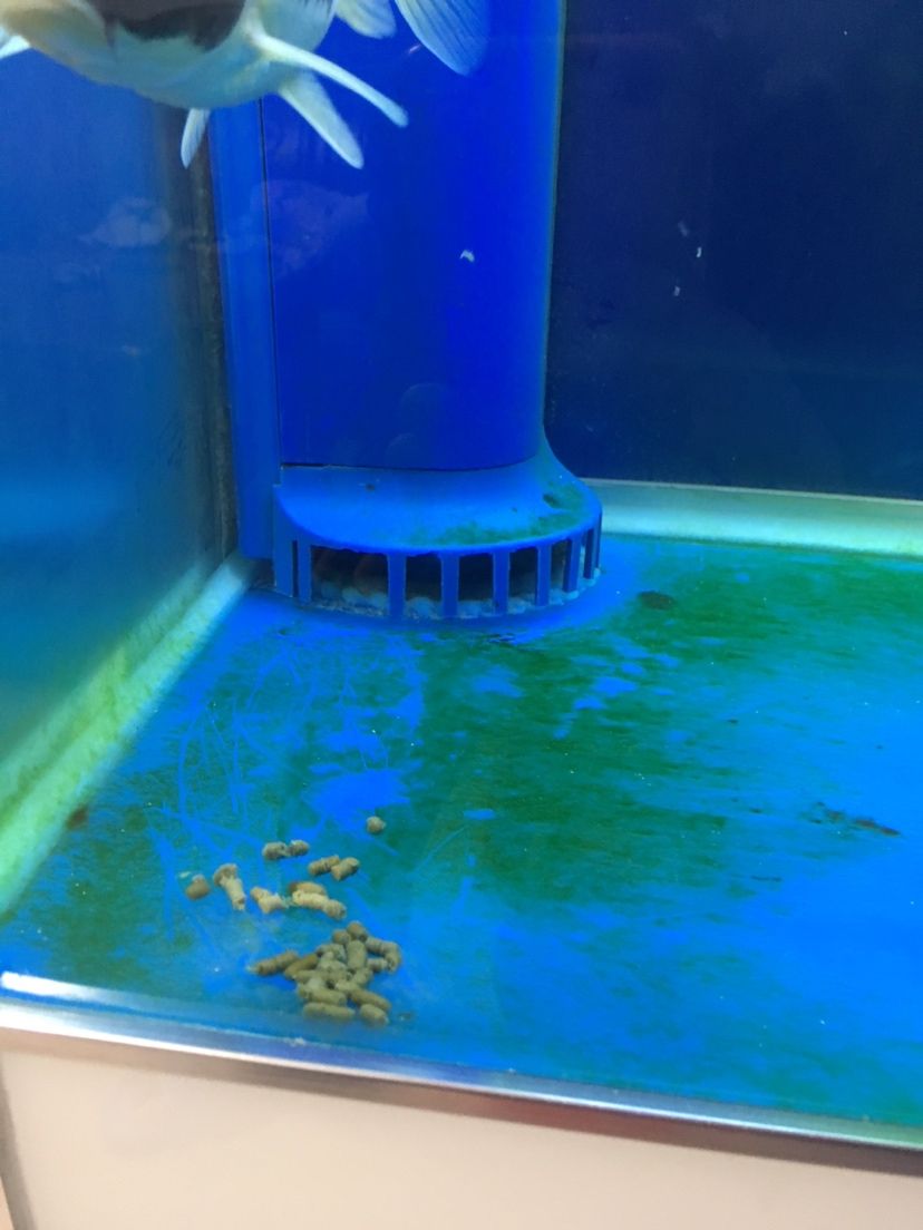 甘孜藏族自治州水族館底濾排糞管清洗和魚糞在魚缸底殘留怎么解決？圖一魚糞殘留在角落圖二水管出水如果方向調(diào)的話