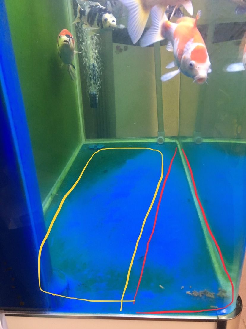 甘孜藏族自治州水族館底濾排糞管清洗和魚糞在魚缸底殘留怎么解決？圖一魚糞殘留在角落圖二水管出水如果方向調(diào)的話