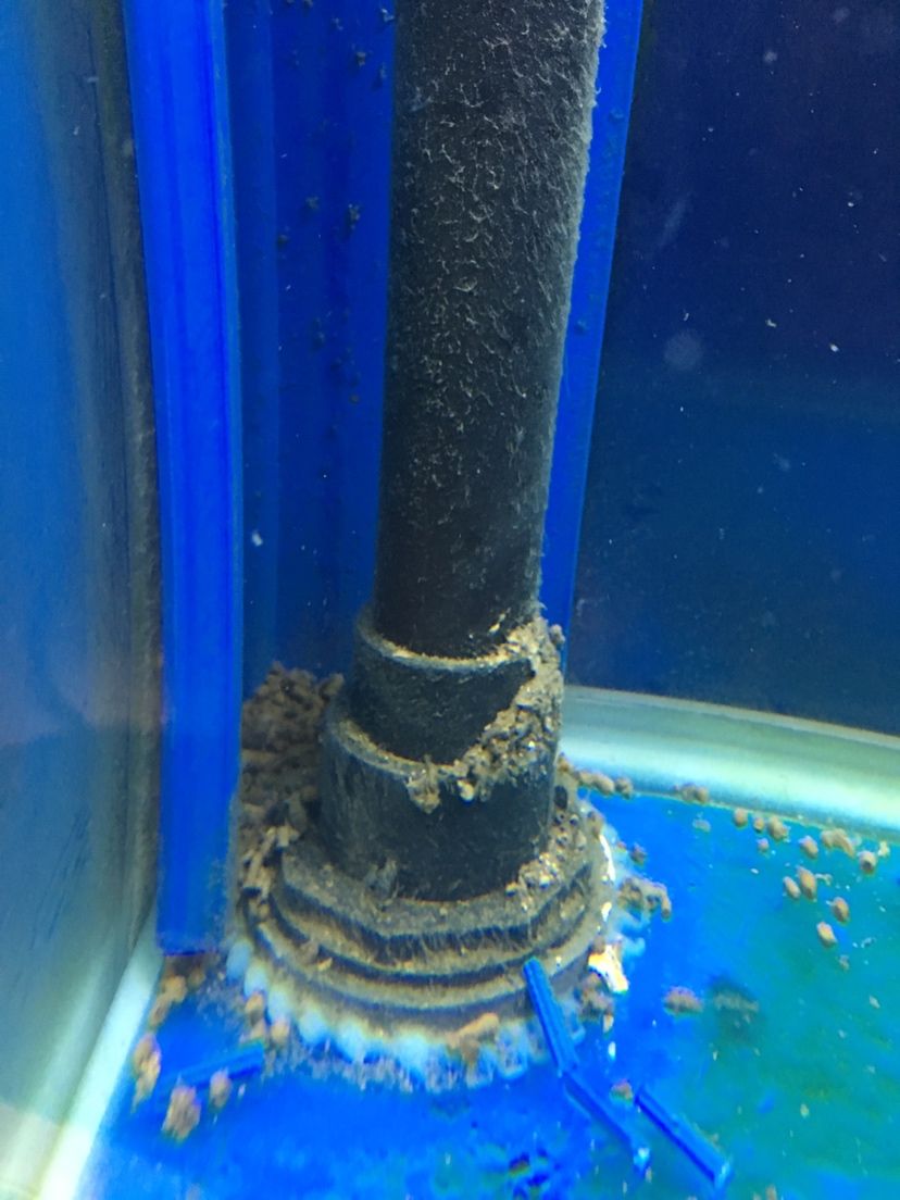 甘孜藏族自治州水族館底濾排糞管清洗和魚糞在魚缸底殘留怎么解決？圖一魚糞殘留在角落圖二水管出水如果方向調(diào)的話 龍魚專用燈 第4張