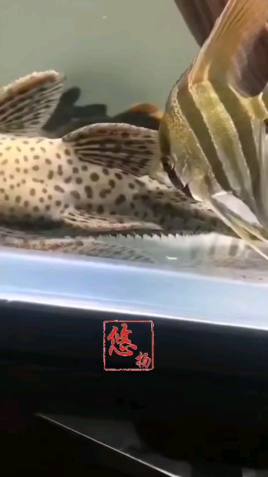 湘西土家族苗族自治州觀賞魚市場(chǎng)被干了