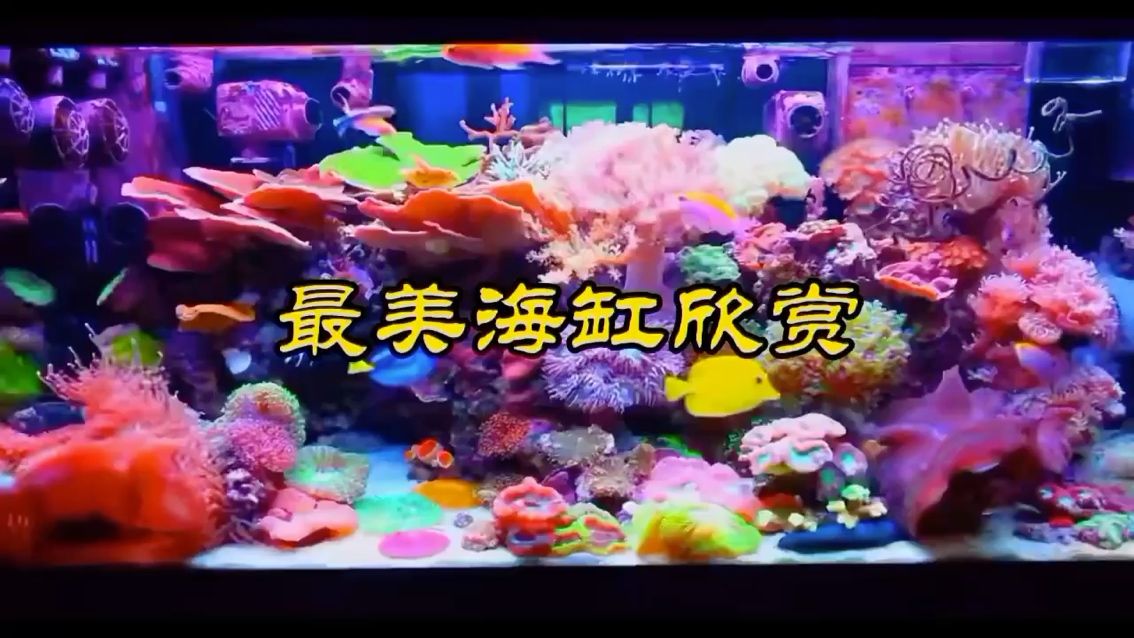 海缸欣賞