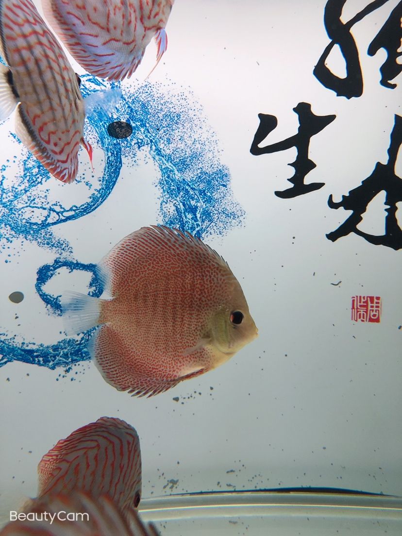 疫情緊張在家玩魚 龍魚芯片掃碼器 第8張