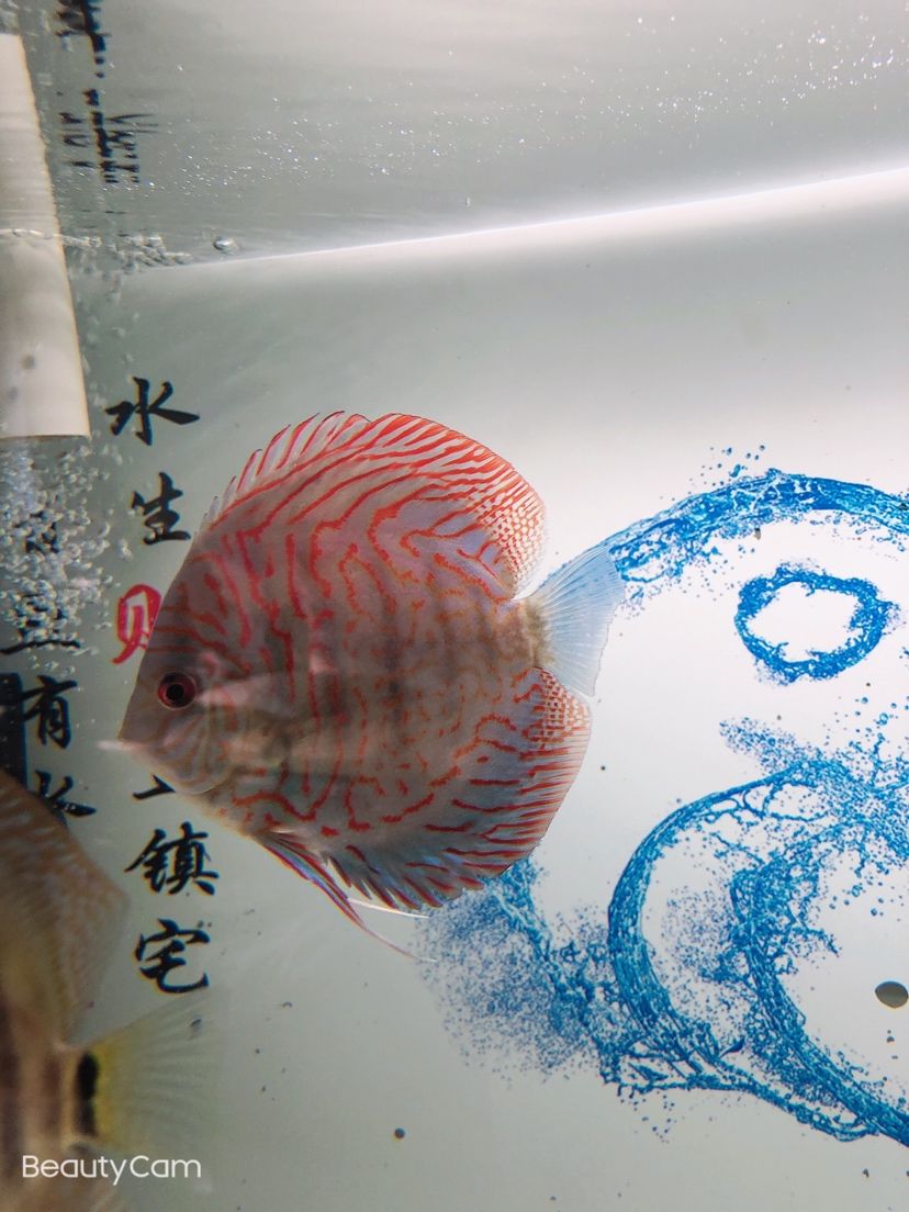 疫情緊張在家玩魚 龍魚芯片掃碼器 第6張